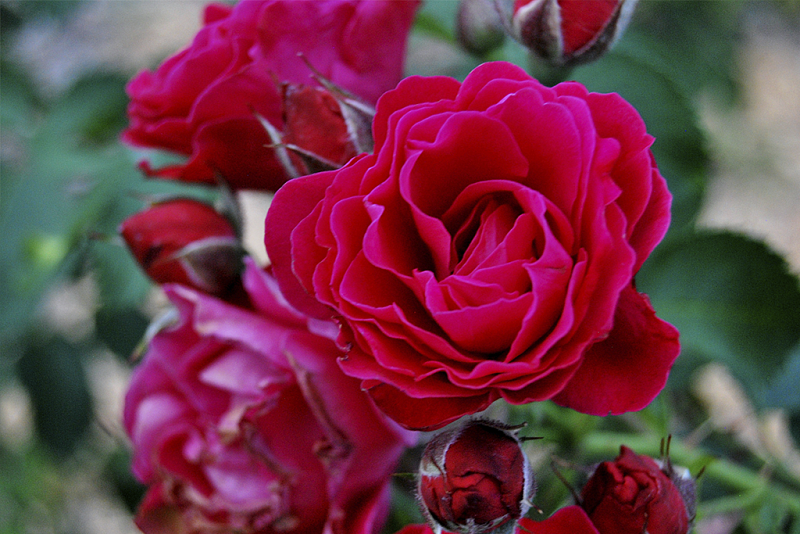 Роза кустовая Эмили Карр